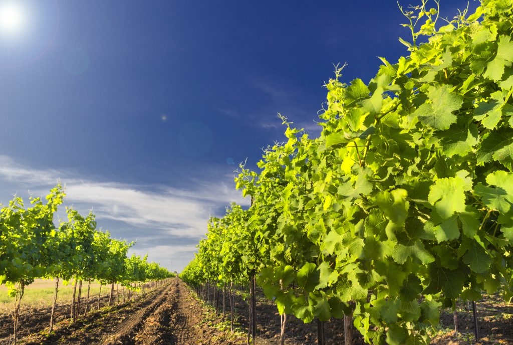 Israel wine tour green vineyard and blue sky in Israel - nes mobile