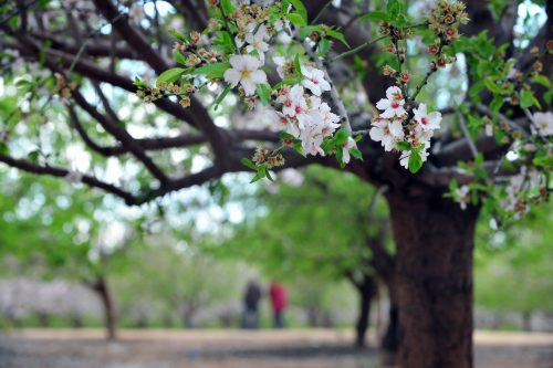 Almond trees start to blossom in Israel around Tu Bishvat - NES Mobile